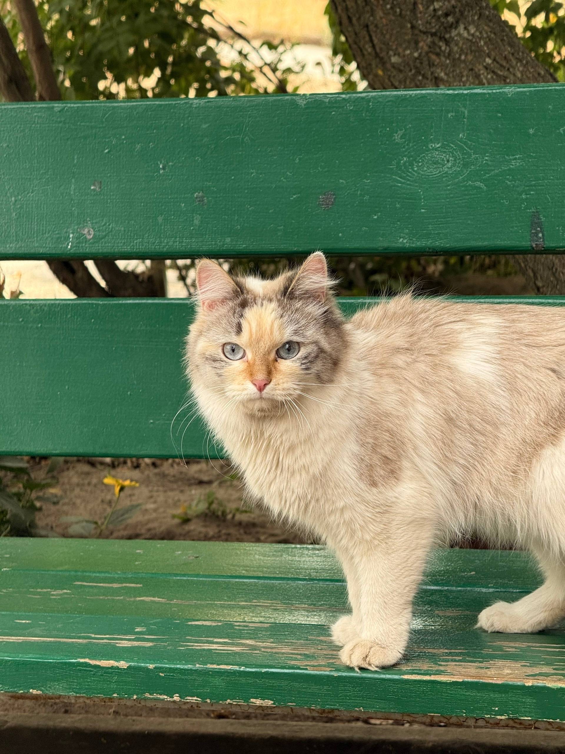 Найдена кошка, Феоктистова 1