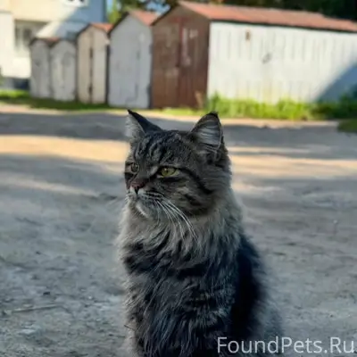 Найдена кошка у дома Сиреневая
