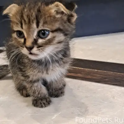 Найден котёнок, Ул. Вокзальная