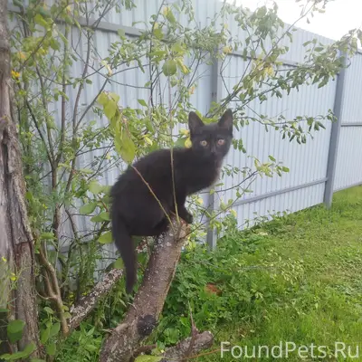 Пропал котёнок, Д. Подушкино