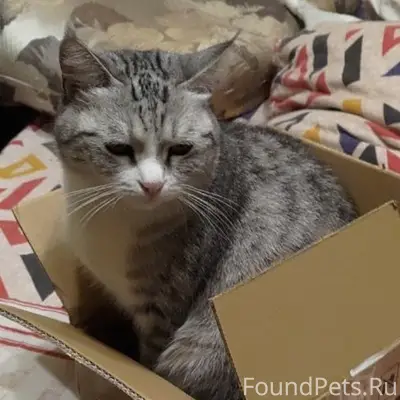 Пропала шотландская прямоухая Муха, Алматы