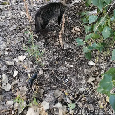 Найдена молодая кошка/кот. 