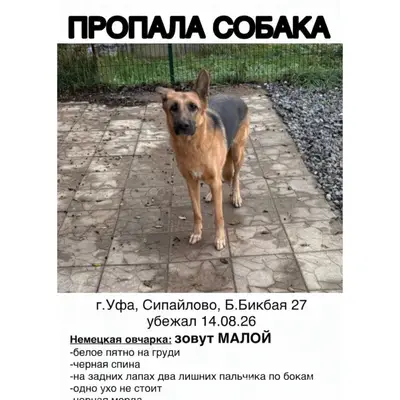 Пропал пёс Малый, Сипайлово