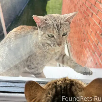 Найдена кошка, улица Нагорная
