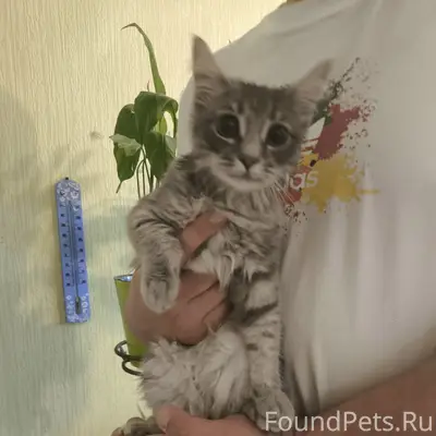 Найдена маленькая кошечка, проезд Сиреневый
