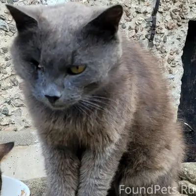 Пропал уличный кот, 11 микрорайон