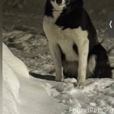 Пропала лайка Найда, Дегтярёв