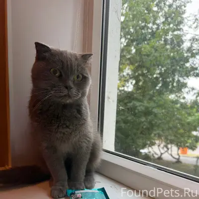 Найдена кошка, Буденого 19