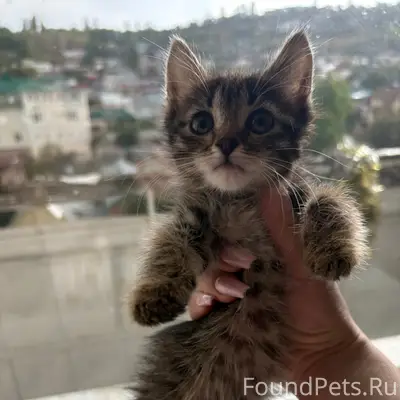 Найдена маленькая кошка, без дома
