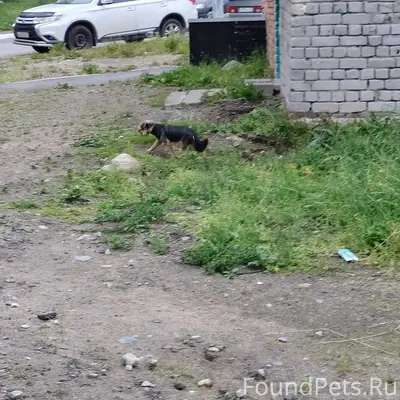 Пропала собака Йоркширский терьер, Североморск 3