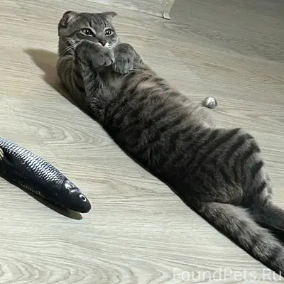 Пропал кот Пип