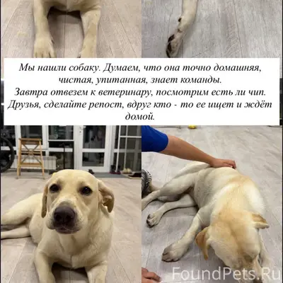 Найден лабрадор, Кугеси, Тренькасы, Атлашево