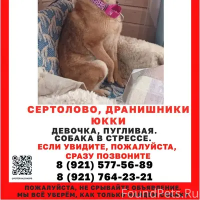 Пропала собака Стеша, Сертолово