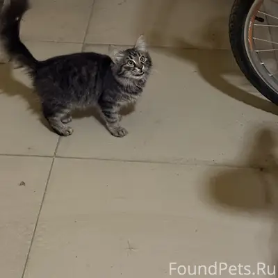 Найден котенок, похож на мейн куна