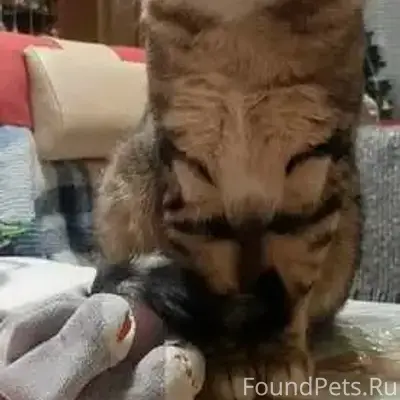 Пропал кот Котий, ЮАО, Чертаново Северное