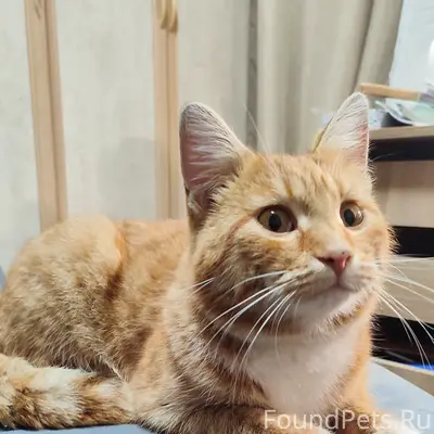 Найден рыжий кот Арбеково
