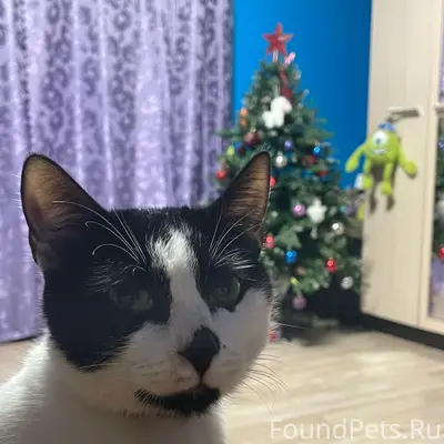 Пропал кот Айко, возле пятиэтажек