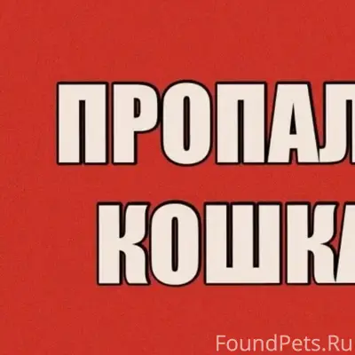 Пропала кошка Ласка, район проспекта России