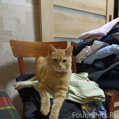 Пропал рыжий котёнок Вася, Богданово