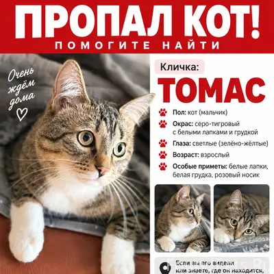 Пропал кот Томас, частный сектор между Солнечным и Расково