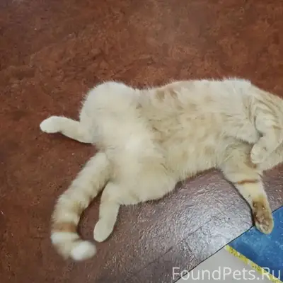 Пропал рыжий кот, улица Труда