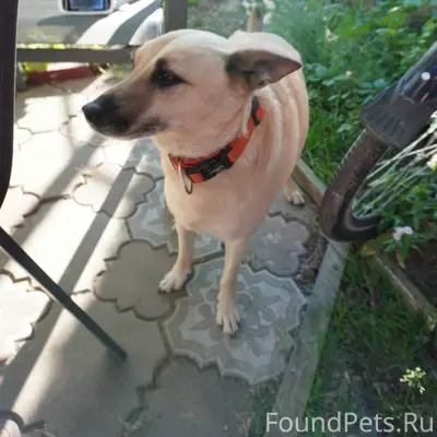 Пропал пёс Джой, Иваново