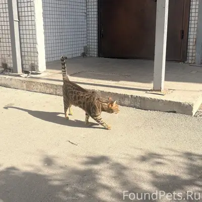 Найден кот, неизвестное местоположение