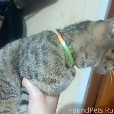 Найдена кошка с браслетом Princess, Южная улица