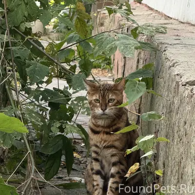 Бенгальская кошка 