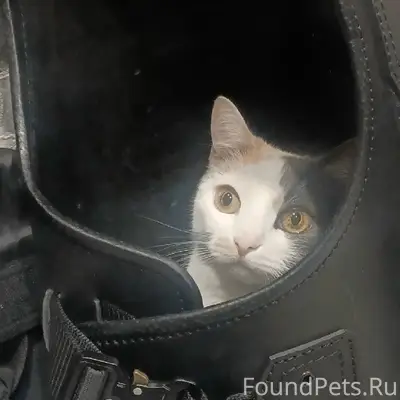 Пропала трёхцветная кошка, место не указано