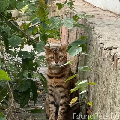 Найдена бенгальская кошка, Северный район, Калуга