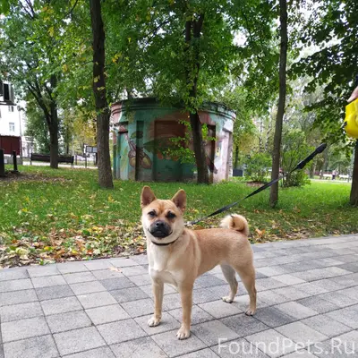 Найден пёс, местоположение неизвестно
