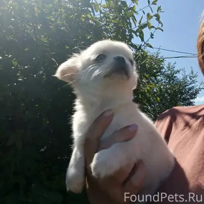 Найдена собака Хлоя