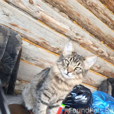 Пропал котёнок, ул. Радищева