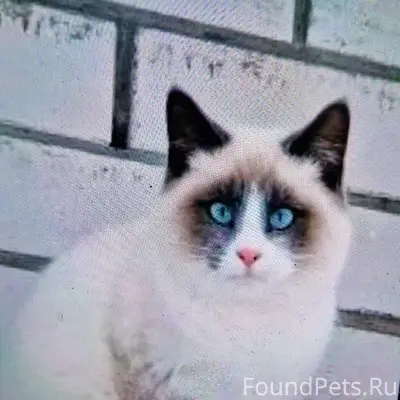 Пропал молодой кот, район д. Осинки