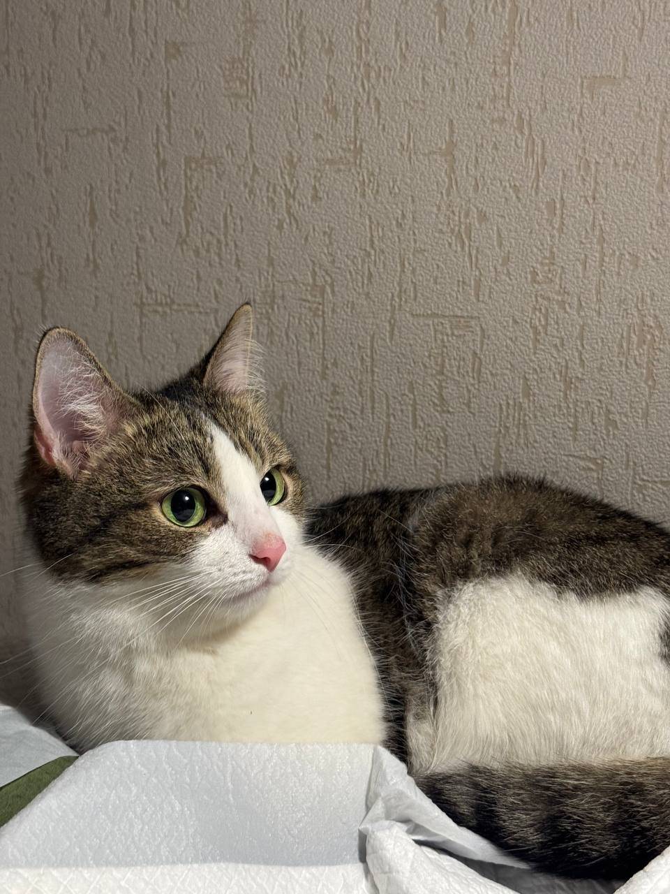 Найден кот, Советский район