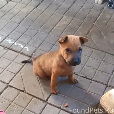 Пропала девочка шарпей Джулия