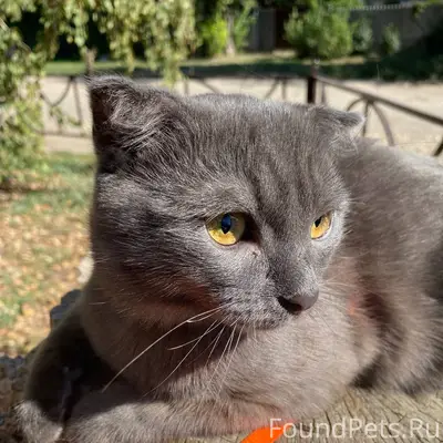 Пропал вислоухий кот Добби, Новоселово