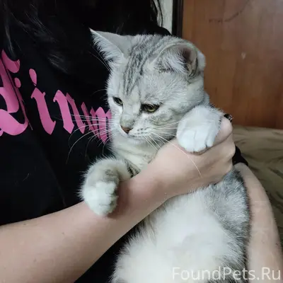 Пропала кошка Исушка