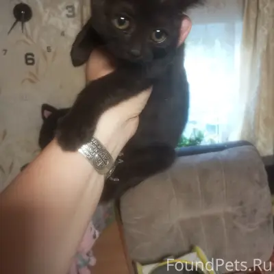 Найден котёнок, м. Легенда