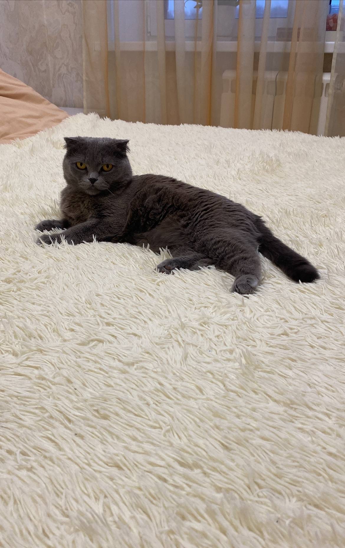 Пропала шотландская кошка Ева, д. Сорокино