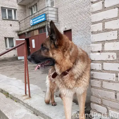 Найденна немецкая овчарка, Ивантеевка