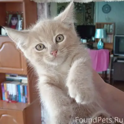 Пропал рыжий котёнок Тишка