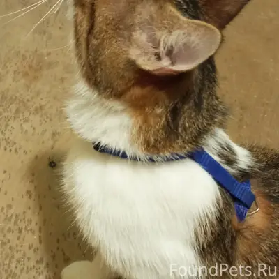 Найдена кошечка
