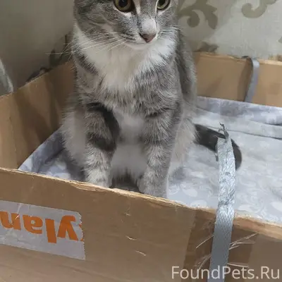 Найдена кошка, район остановки Ломоносова