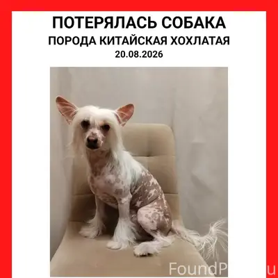 Пропала собака, Северодвинск