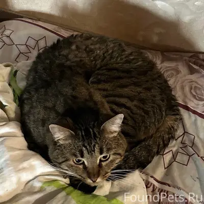 Пропал кот, перевязанный, Нижний Новгород