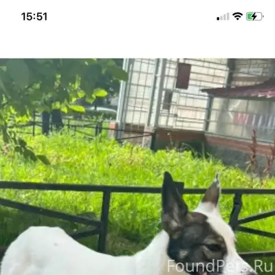 Привязана собака у метро Беговая