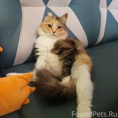 Пропала трёхцветная кошка Муся
