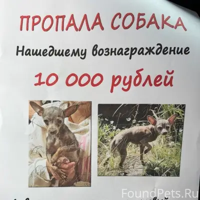 Пропала маленькая собачка